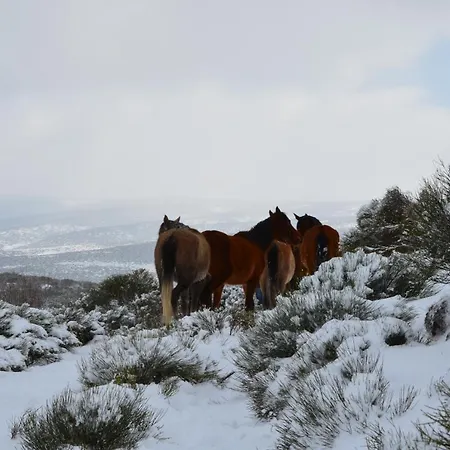 Almanzor Hoyos del Espino