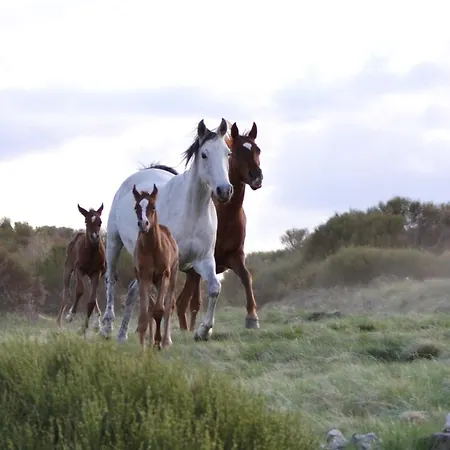 Almanzor Appartamento