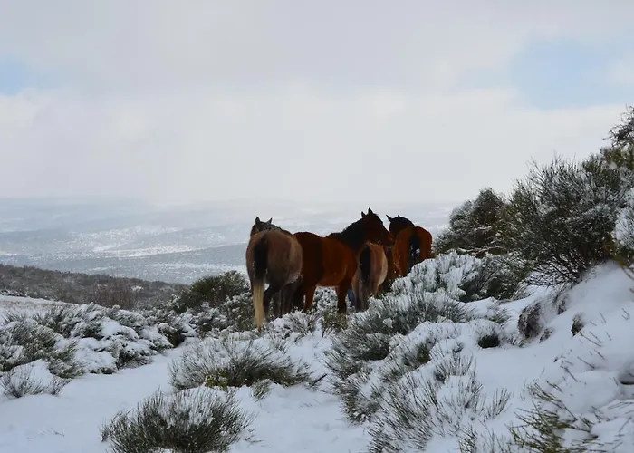 Almanzor Hoyos del Espino