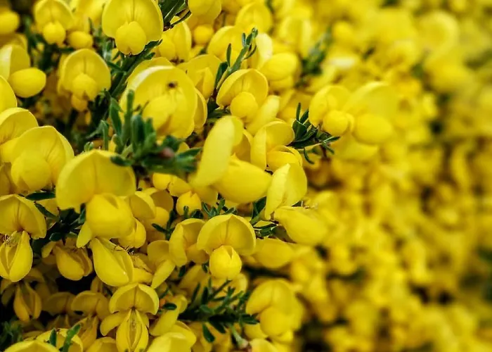 Almanzor * Hoyos del Espino